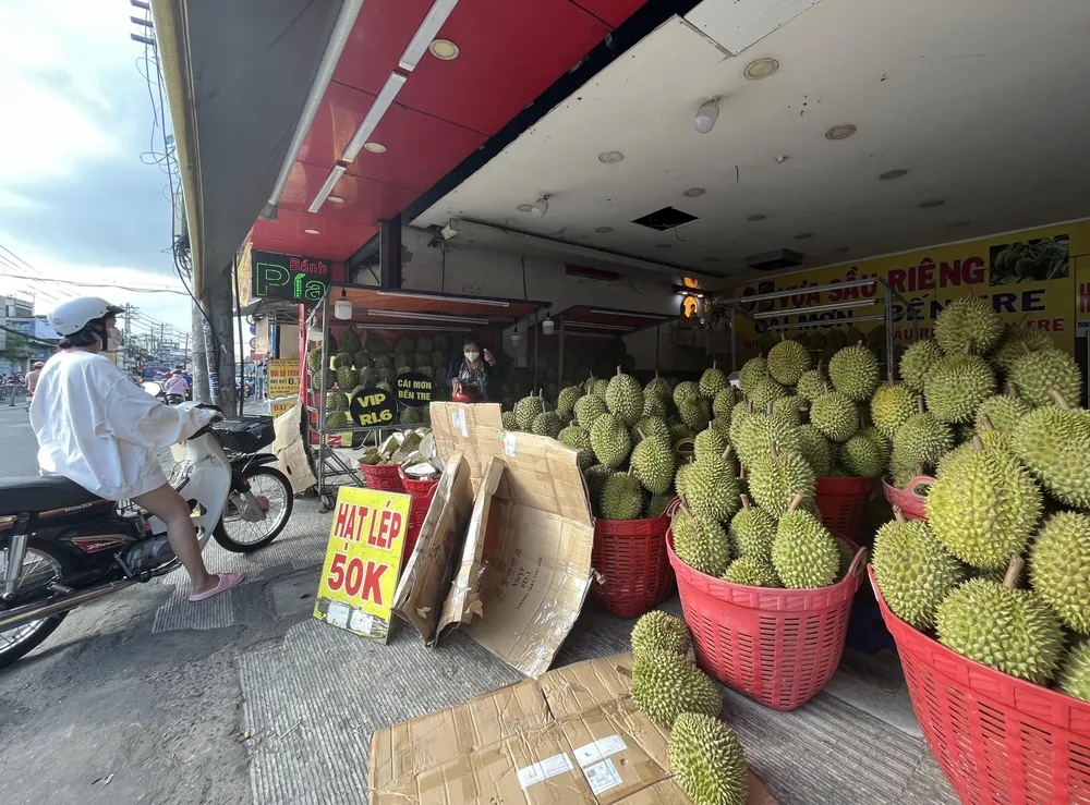 Sầu riêng Việt Nam đang vào mùa tại vườn 50.000-57.000 đồng/kg giá tốt hơn so với cùng kỳ năm 2022. ẢNH: TÚ UYÊN