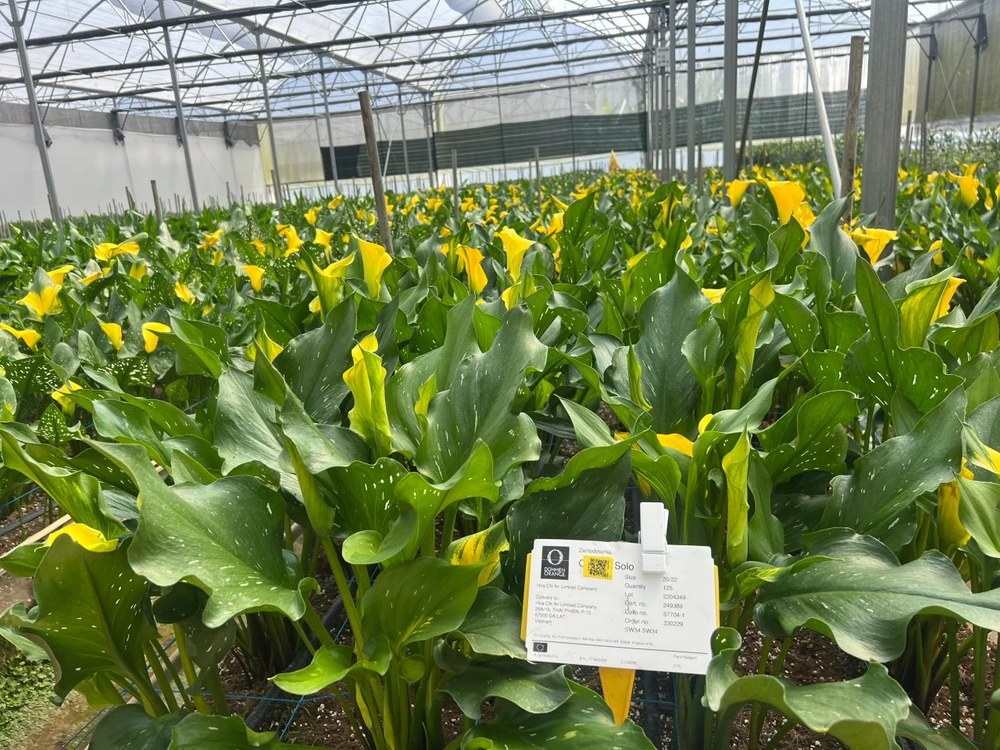 Đà Lạt tung nhiều hoa mới phục vụ thị trường Tết 2024 ảnh 2 Da-Lat-hoa--moi-la.jpg