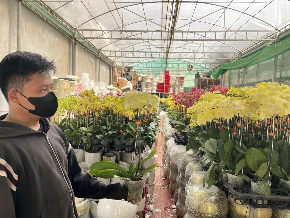 Lan hồ điệp mới có lưỡi to giá 200.000 đồng/cây. ẢNH: TÚ UYÊN Da-Lat-hoa-moi-tet.jpg