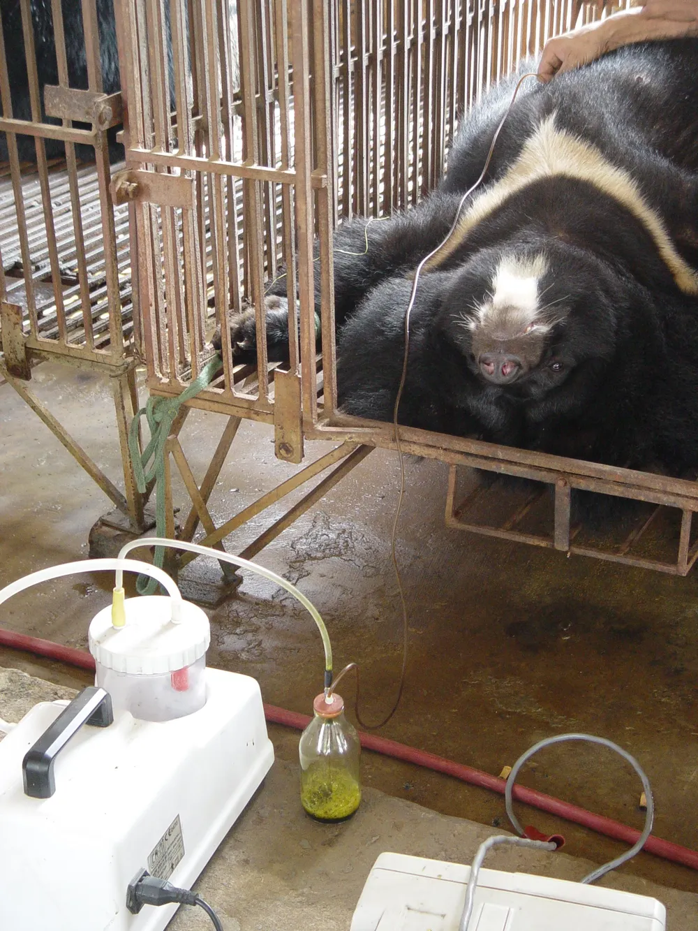 Tình trạng chích hút mật gấu diễn ra tại các cơ sở nuôi nhốt. Ảnh: ENV