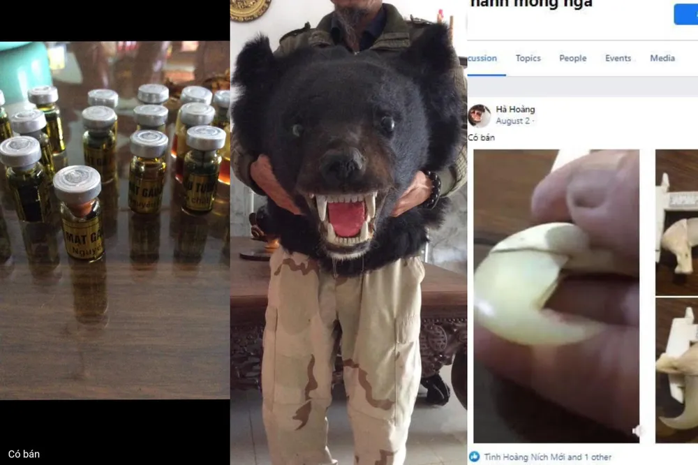 Hoàng Văn Tình lãnh án 5 năm 6 tháng tù do tàng trữ số lượng lớn tiêu bản động vật quý hiếm. Ảnh: ENV cung cấp