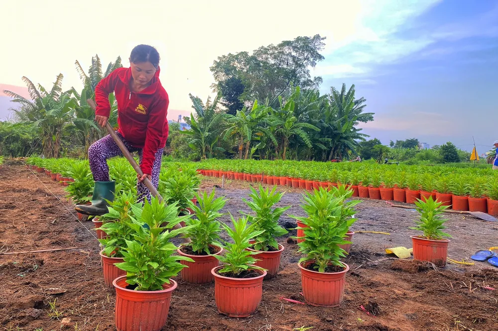 Chủ vườn hoa Trịnh Thị Kim Lan tất bật chăm chút ruộng hoa để kịp thu hoạch dịp Tết Nguyên đán 2023. Ảnh: TÚ NGÂN