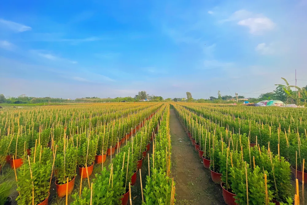 Cánh đồng hoa tại phường Thới An, quận 12. Ảnh: TÚ NGÂN