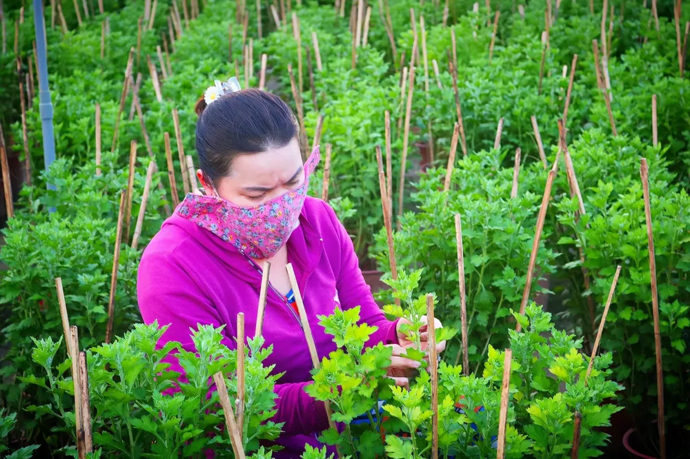 Nhân công tại các nhà vườn đều đang gấp rút tỉa lá, ngắt ngọn, thậm chí tăng ca đến đêm để chăm sóc cho hoa nở đúng vụ mùa. Ảnh: TÚ NGÂN