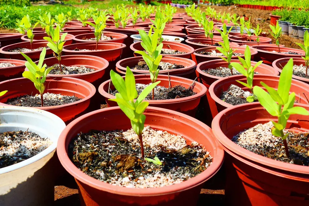 Một số loại hoa kiểng chỉ vừa nảy mầm. Ảnh: TÚ NGÂN