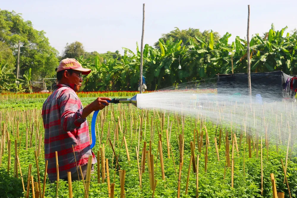 Tùy thuộc vào thời tiết mà các ruộng hoa sẽ được tưới khoảng 3 - 4 lần trong ngày. Ảnh: TÚ NGÂN