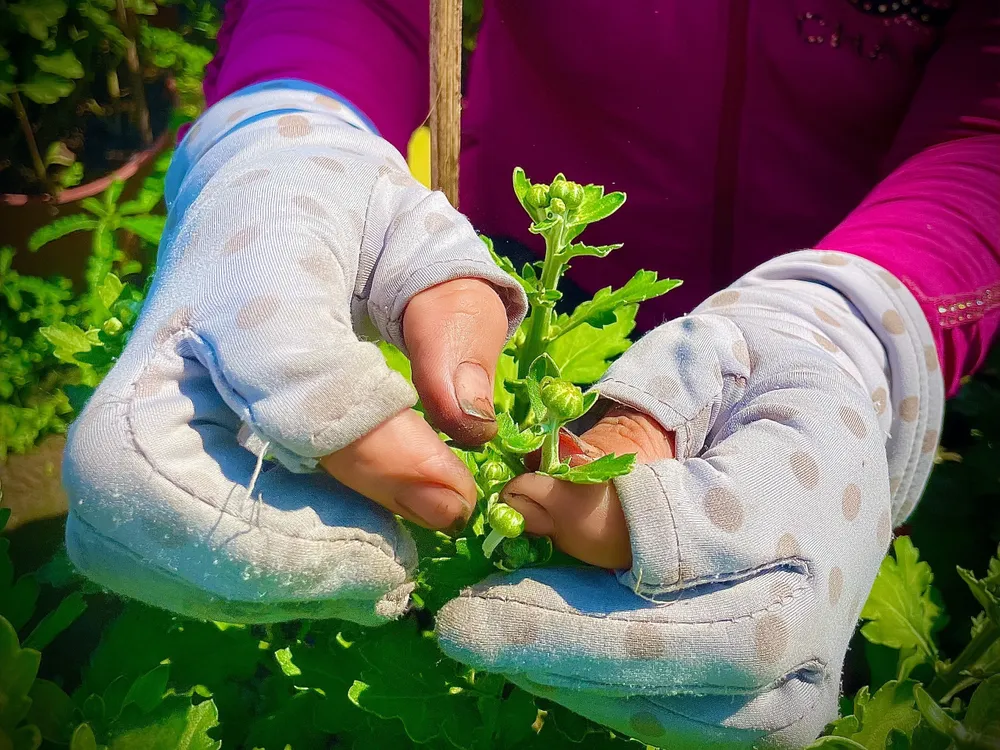 Sau khi tỉa lá, những nụ mai tròn trịa lộ ra hứa hẹn sẽ trổ bông đúng thời điểm Tết Nguyên đán 2023. Ảnh: TÚ NGÂN