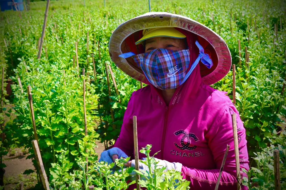 Chị Nguyễn Thanh Thủy vừa nghỉ việc tại công ty cũ may mắn xin vào chăm hoa, bẻ nụ để có tiền trang trải cuộc sống. Ảnh: TÚ NGÂN