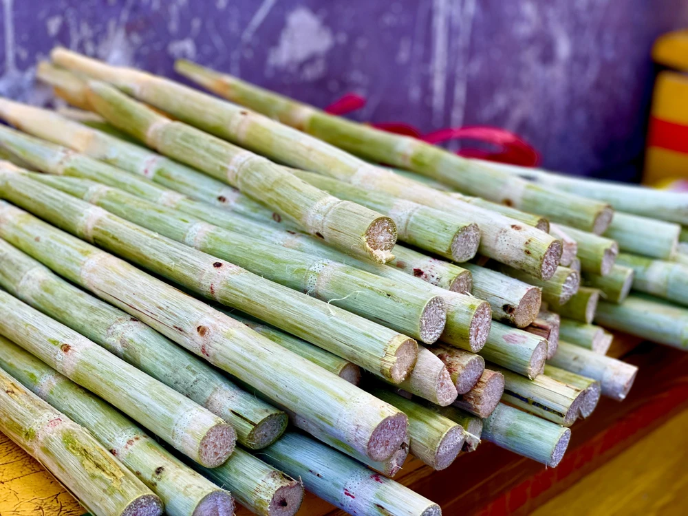 Mía được dùng để xiên vào miệng cá, khi nướng nước mía chảy ra sẽ giúp thịt cá ngọt hơn, ngon hơn. Ảnh: TÚ NGÂN