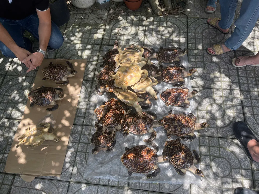 Quầy Mỹ Nghệ chứa 23 cá thể động vật quý hiếm bị công an phát hiện