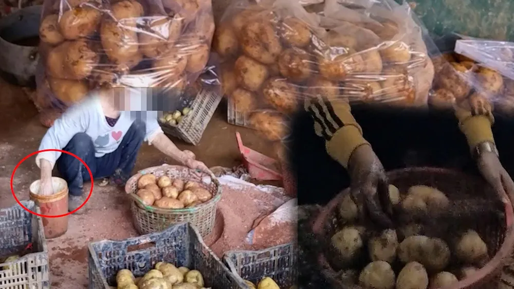 Khoai tây Trung Quốc được trộn đất đỏ và hô biến thành nông sản Đà Lạt. Ảnh: MH-TS Đà Lạt chỉ đạo khẩn việc “Hô biến” khoai tây Trung Quốc thành nông sản Đà Lạt