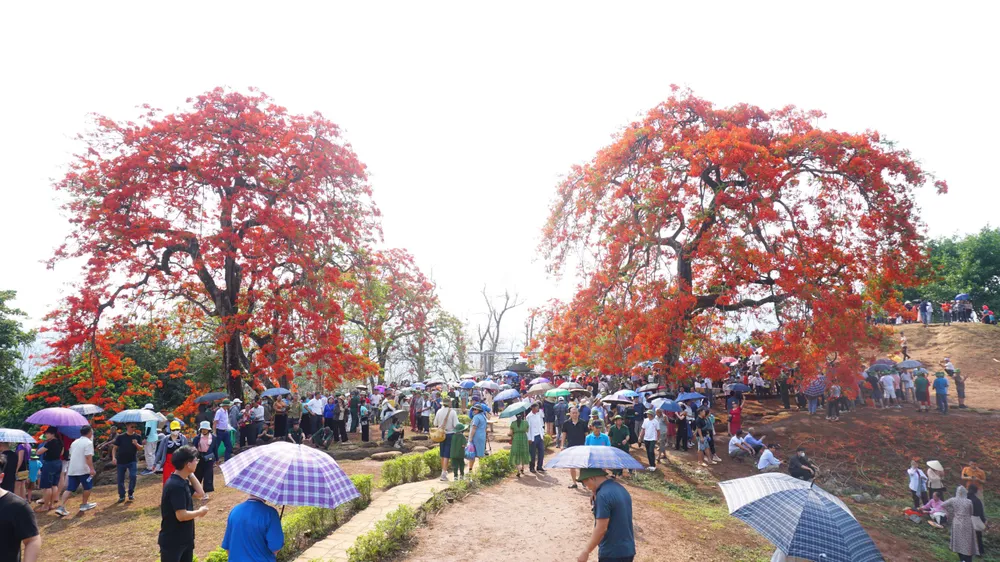 Hàng vạn người tham quan Đồi A1 trước ngày đại lễ chiến thắng Điện Biên Phủ