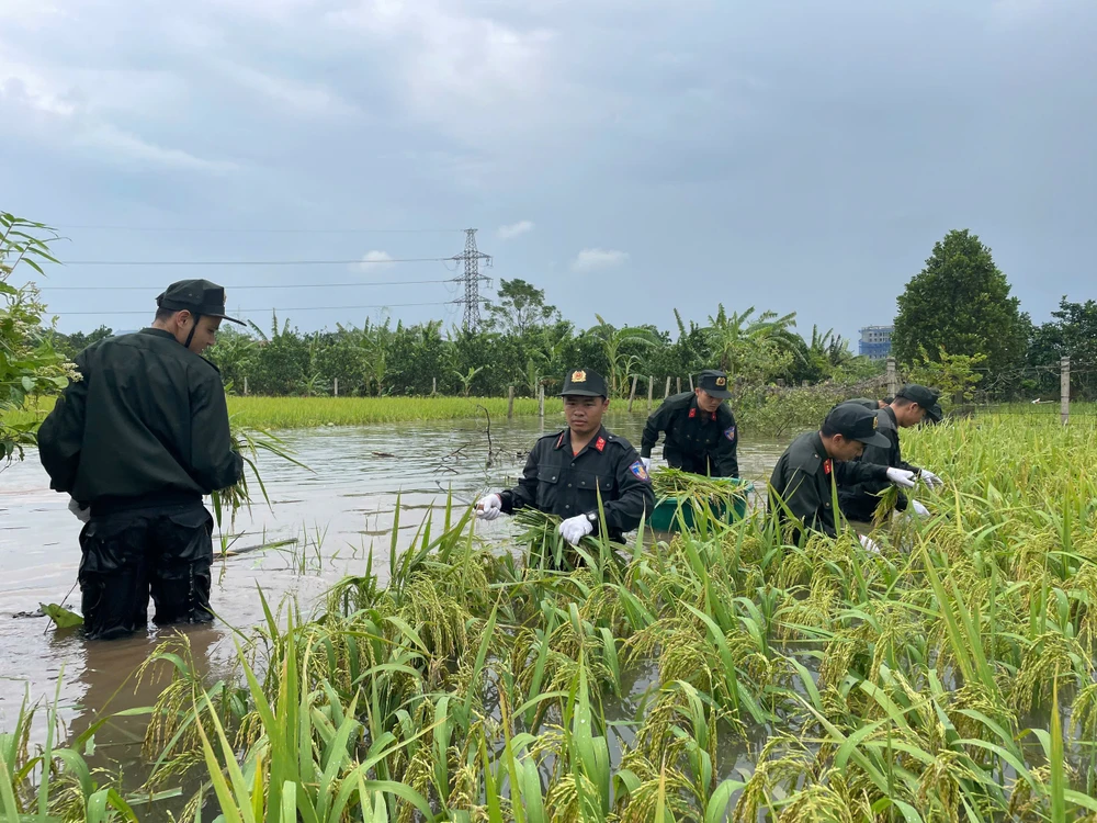 Bo-doi-ten-lua-va-canh-sat-co-dong-giu-dan-thu-hoach-lua-mua-chay-lu-12.jpg