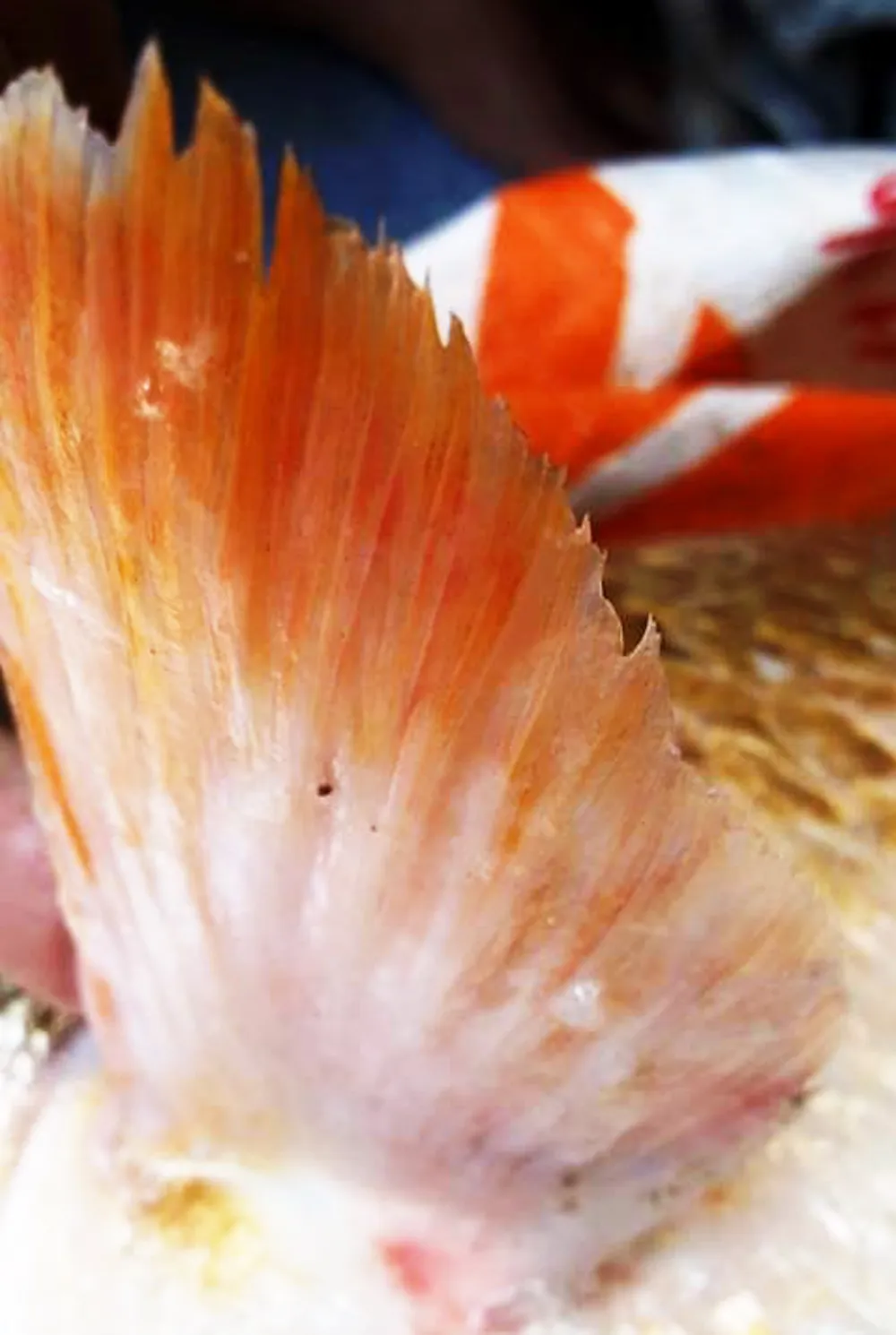 Ngư dân Khánh Hòa câu một con cá nghi là Sủ vàng ảnh 3