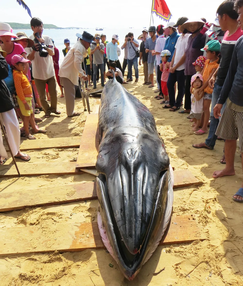 Cá voi dài hơn 6 m dạt vào bờ biển Phú Yên ảnh 1