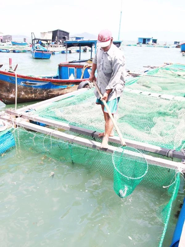 Người nuôi cá ở đầm Nha Phu bị thiệt hại nặng do cá chết hàng loạt