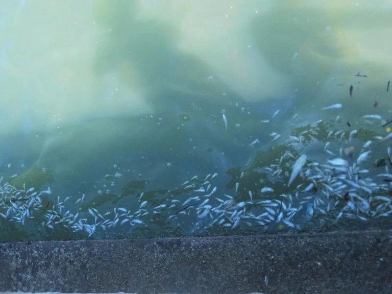 Cá biển chết tấp vào trắng bờ ở Vạn Ninh. Ảnh: CTV