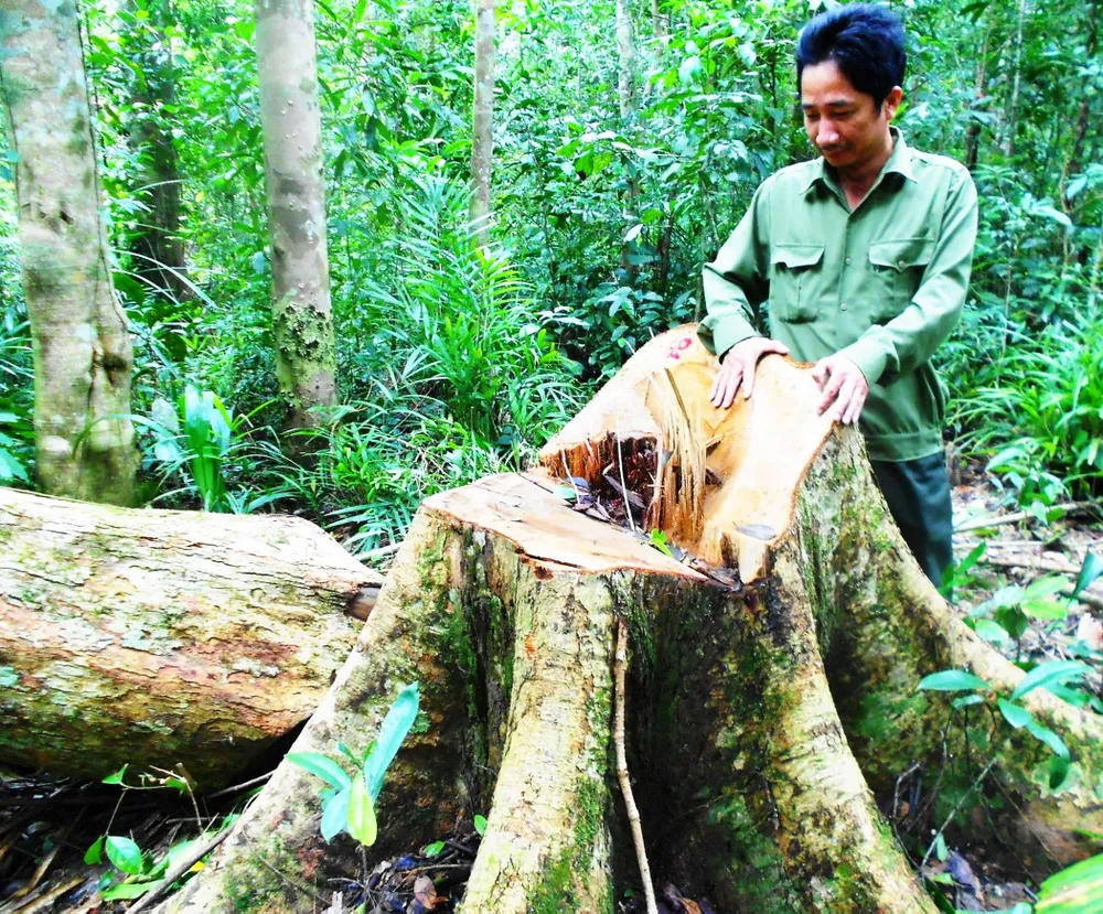 Khởi tố vụ chặt 13 cây gỗ quý trong rừng phòng hộ ảnh 1