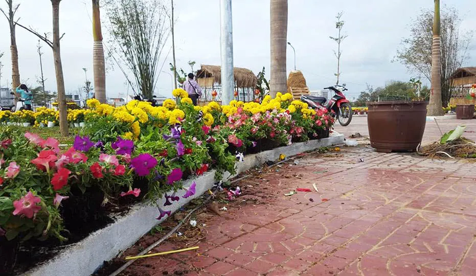 Đường hoa ở Phú Yên bị 'cướp' ảnh 3