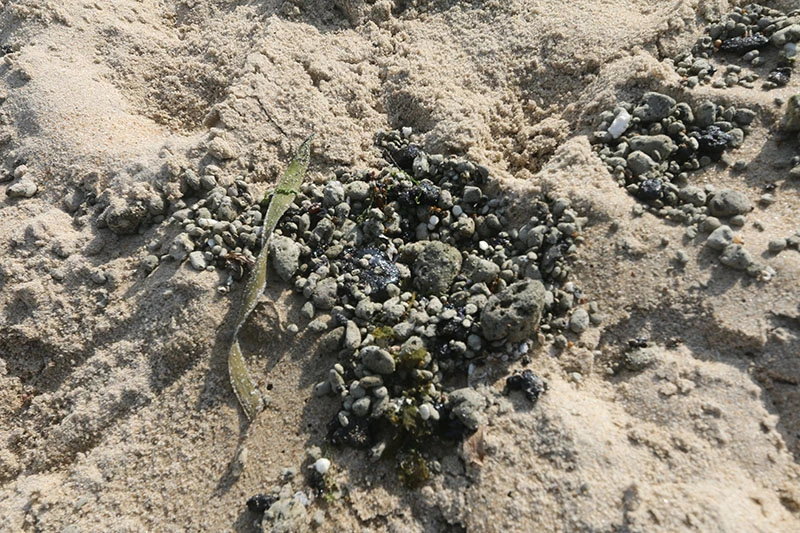 Dầu vón cục dạt vào đen kịt bờ biển Nha Trang ảnh 4