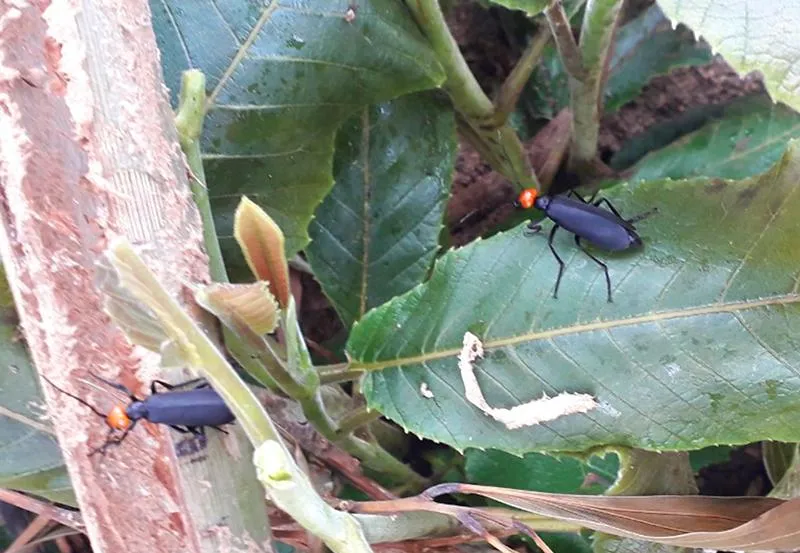 Loại côn trùng mà ba người ăn có thân màu đen, đầu đỏ. Ảnh: HP Loại côn trùng mà ba người ăn có thân màu đen, đầu đỏ. Ảnh: HP