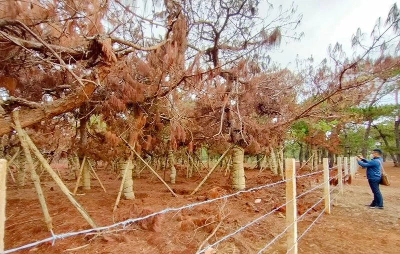Những cây thông di thực bị héo khô, có nguy cơ chết. Ảnh: LK