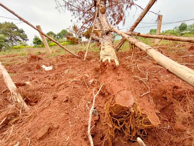 Một cây thông di thực bị bật gốc, có nguy cơ chết. Ảnh: LK