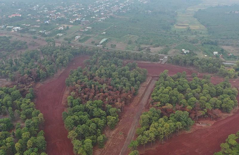 Những cây thông di thực bị đổi sang màu nâu trong rừng thông ở Đắk Đoa. Ảnh: LK