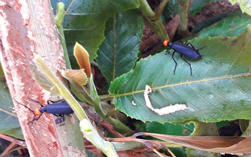 Sâu ban miêu có độc tố tự nhiên có thể gây chết người. Ảnh: HP