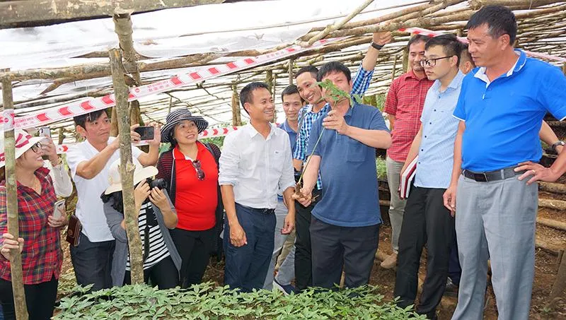 Tỉnh Kon Tum sẽ xây dựng sản phẩm Sâm Ngọc linh trở thành điểm mạnh du lịch địa phương. Ảnh: LÊ KIẾN