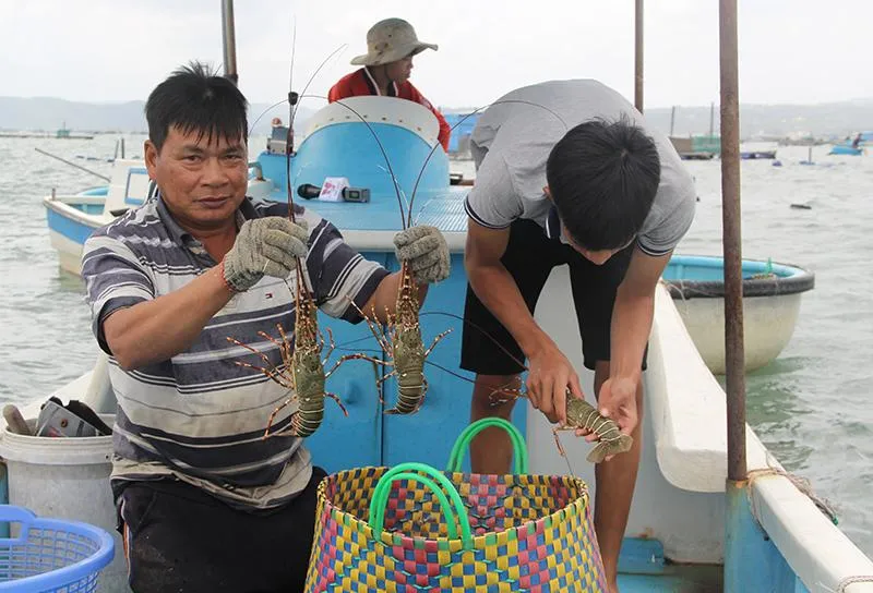 Lễ hội sẽ tôn vinh người nuôi tôm hùm. Ảnh: MINH KHÔI Lễ hội sẽ tôn vinh người nuôi tôm hùm. Ảnh: MINH KHÔI