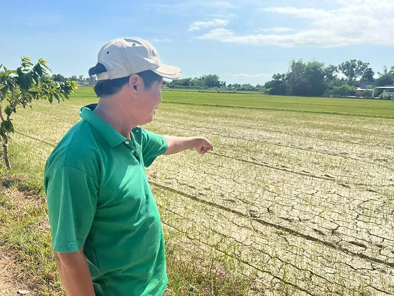 Lúa khô hạn, chết khô khắp nơi. Ảnh: MINH KHÔI Lúa khô hạn, chết khô khắp nơi. Ảnh: MINH KHÔI