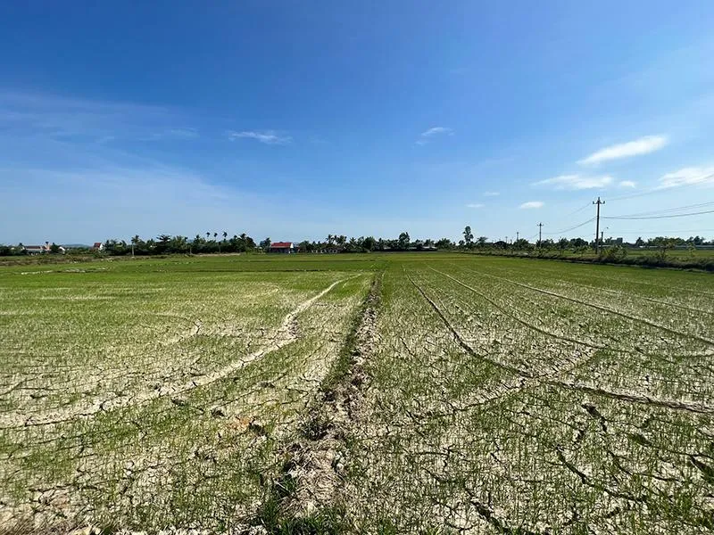 Hàng ngàn ha lúa hè thu ở Phú Yên bị chết khô. Ảnh: CAO MINH Hàng ngàn ha lúa hè thu ở Phú Yên bị chết khô. Ảnh: CAO MINH