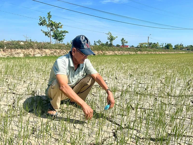 Ruộng đồng nứt nẻ, Phú Yên yêu cầu 3 nhà máy thủy điện xả nước ảnh 4 Ruộng đồng nứt nẻ, Phú Yên yêu cầu 3 nhà máy thủy điện xả nước ảnh 4