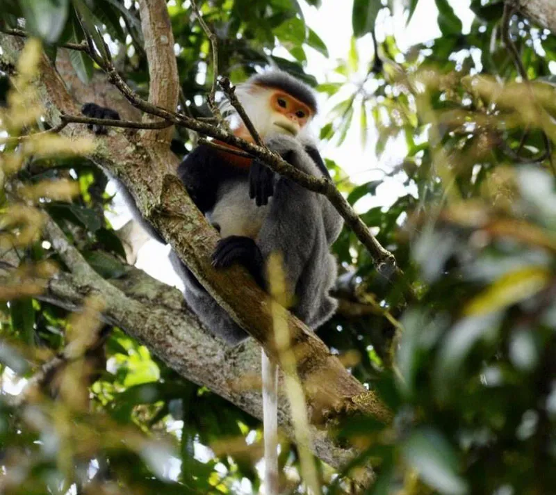 Cận cảnh một cá voọc Chà Vá chân xám ở chùa Quang Sơn. Ảnh: Sở NN&PTNT Phú Yên cung cấp Cận cảnh một cá voọc Chà Vá chân xám ở chùa Quang Sơn. Ảnh: Sở NN&PTNT Phú Yên cung cấp