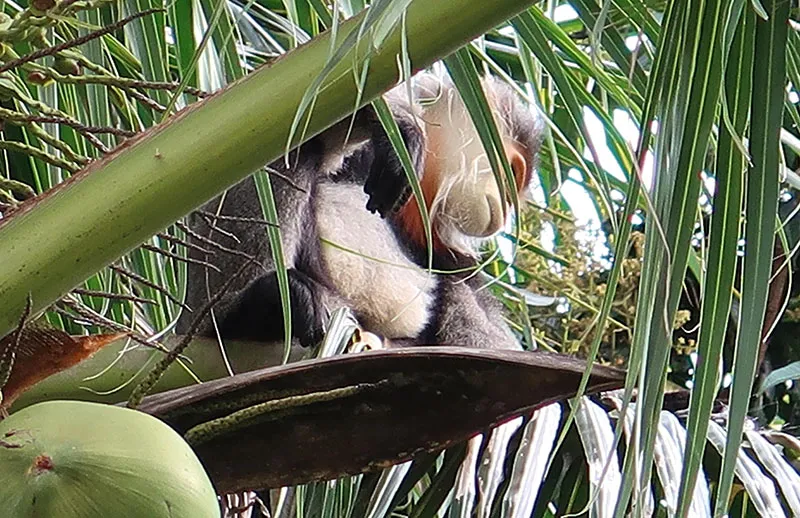 Một cá thể voọc Chà Vá chân xám ở chùa Quang Sơn. Ảnh: Sở NN&PTNT Phú Yên cung cấp Một cá thể voọc Chà Vá chân xám ở chùa Quang Sơn. Ảnh: Sở NN&PTNT Phú Yên cung cấp