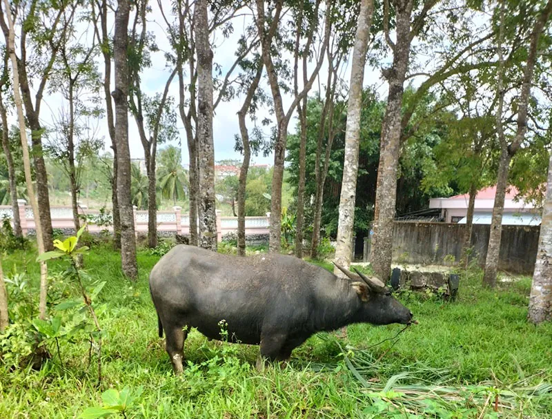 Một con trâu bị Hoàng Văn Nghĩa bắt trộm được thu hồi. Ảnh: CÔNG AN HUYỆN SÔNG HINH Một con trâu bị Hoàng Văn Nghĩa bắt trộm được thu hồi. Ảnh: CÔNG AN HUYỆN SÔNG HINH