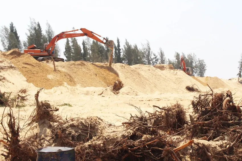 Hàng loạt cây phi lao hàng chục năm tuổi bị triệt hạ. Ảnh: TẤN LỘC