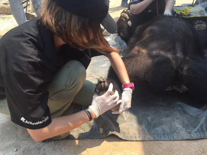 Doanh nghiệp tự nguyện chuyển giao một cá thể gấu ngựa ảnh 2