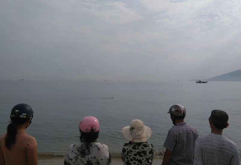 Đang giải cứu cá heo nặng gần 1 tạ bị thương dạt vào bờ biển ảnh 1