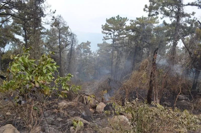Nhiều diện tích rừng bị lửa thiêu rụi.