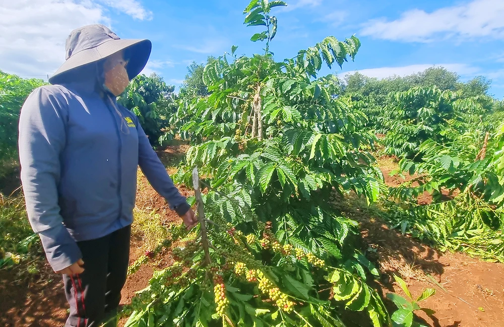 Kẻ xấu chặt vườn cà phê đang vào kỳ thu hoạch