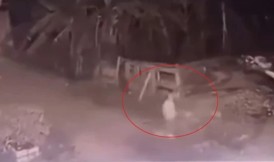 Vĩnh Phúc: Bé gái 5 tuổi bị 2 con chó becgie tấn công tử vong