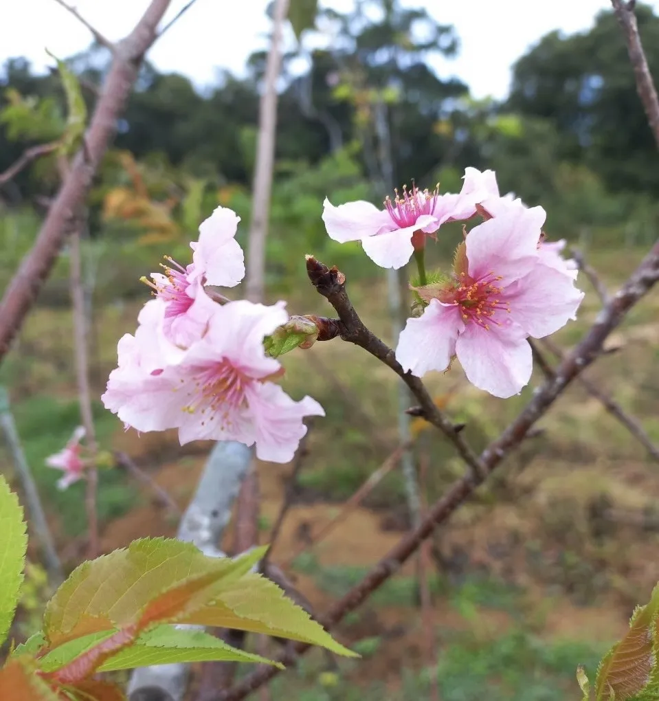 Rực rỡ sắc hoa anh đào Nhật ở Bình Định