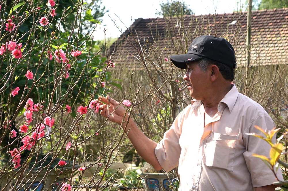 vườn đào Nhật Tân