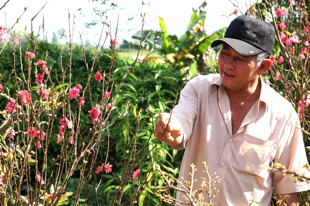 vườn đào Nhật Tân