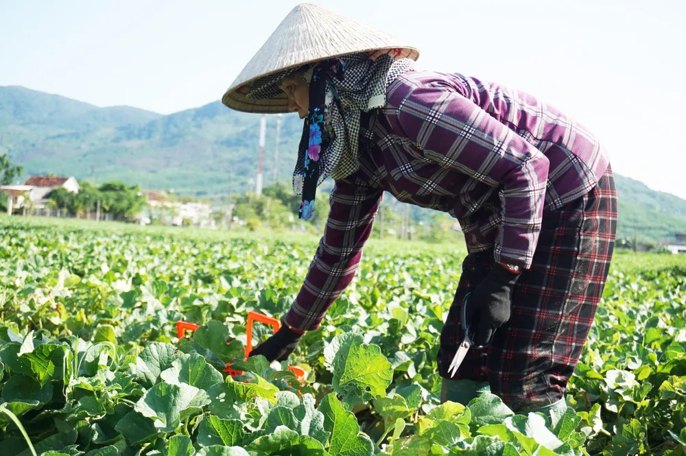 Thay vì trồng lúa, bà Sương chuyển sang trồng rau màu để thích ứng với tình trạng thiếu nước, khô hạn. Ảnh: THU DỊU 1 (2) (3).jpg