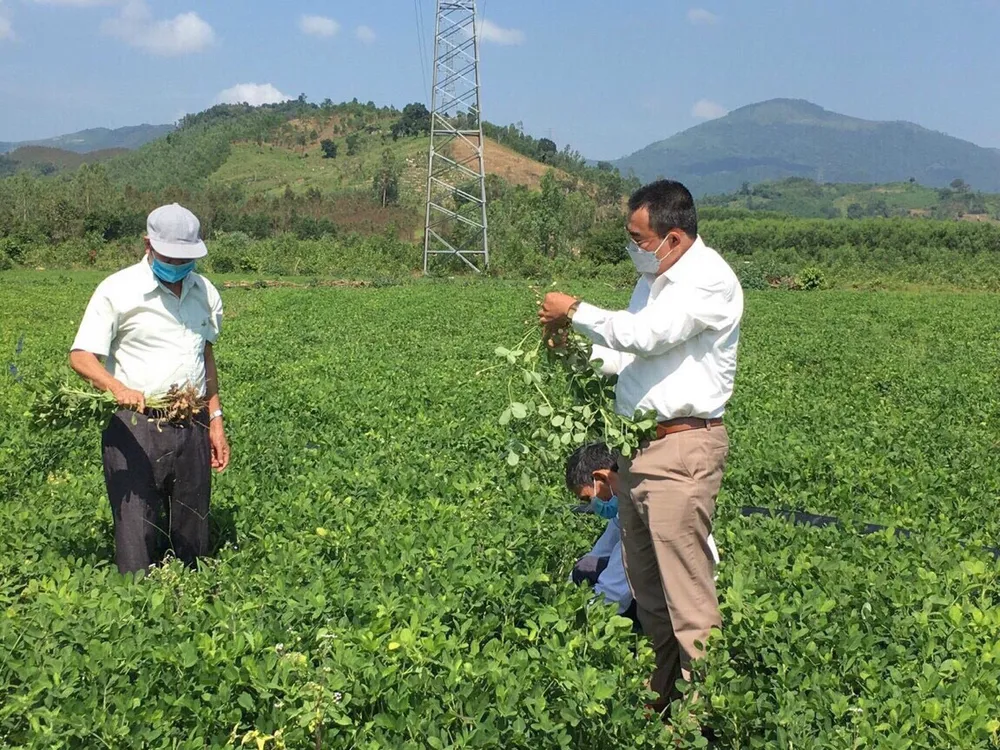Các loại cây trồng cạn như đậu phụng, mè, rau màu được ưu tiên đưa vào sản xuất vụ Hè Thu ở Bình Định để ứng phó với hạn hán. Ảnh: THU DỊU 3 (1).jpg