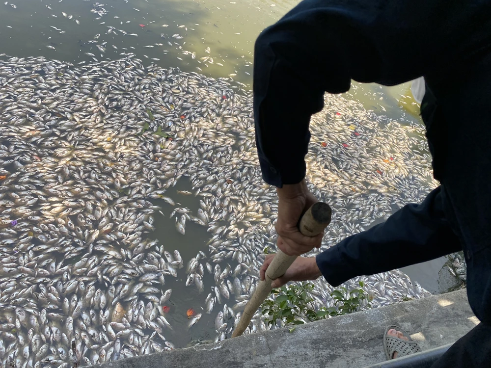 Cá chết nổi trắng khu vực hồ Bàu Sen. Ảnh: THU DỊU cá chết