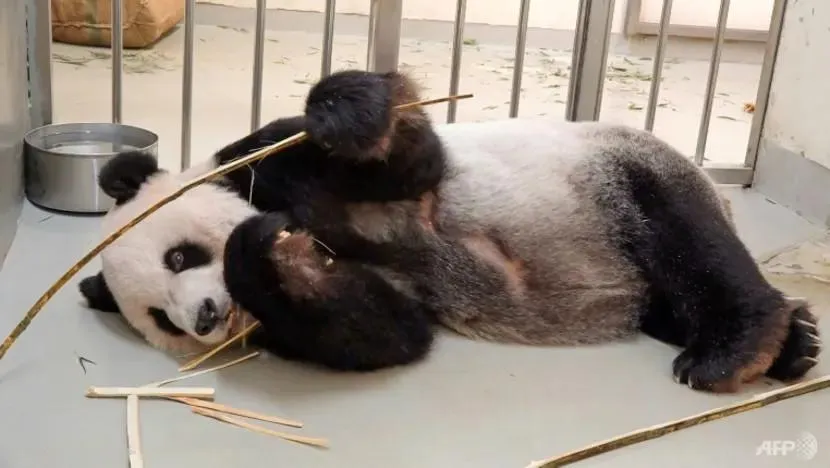 Chú gấu trúc Đoàn Đoàn mà Trung Quốc tặng Đài Loan năm 2008. Ảnh: AFP